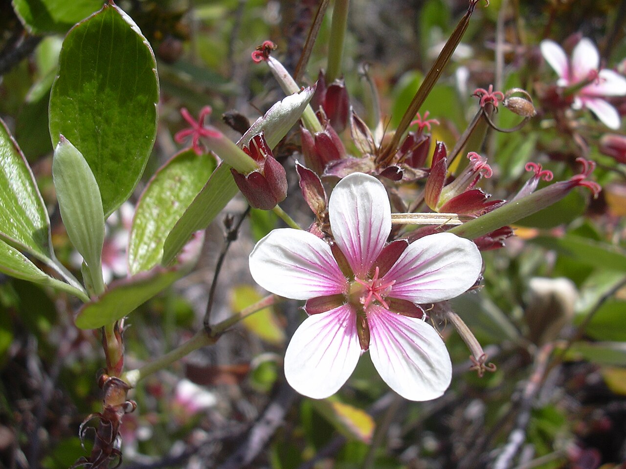 Manyflower geranium: Geranium multiflorum (flowers). Location: Maui, Waikau trail Haleakala National Park