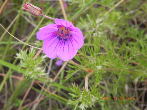 Geranium multisectum (Geranium multisectum)