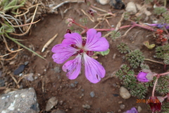 Geranium multisectum (Geranium multisectum)