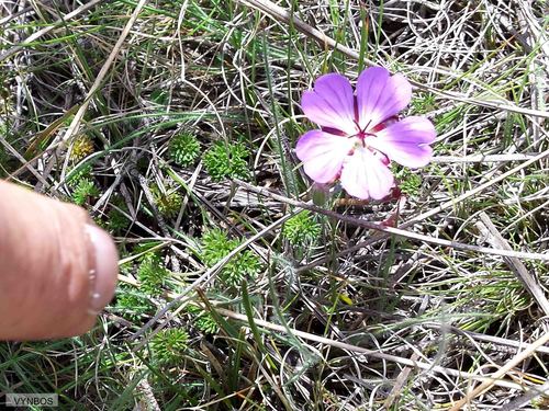 Geranium multisectum (Geranium multisectum)