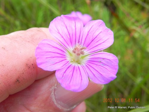 Geranium multisectum (Geranium multisectum)