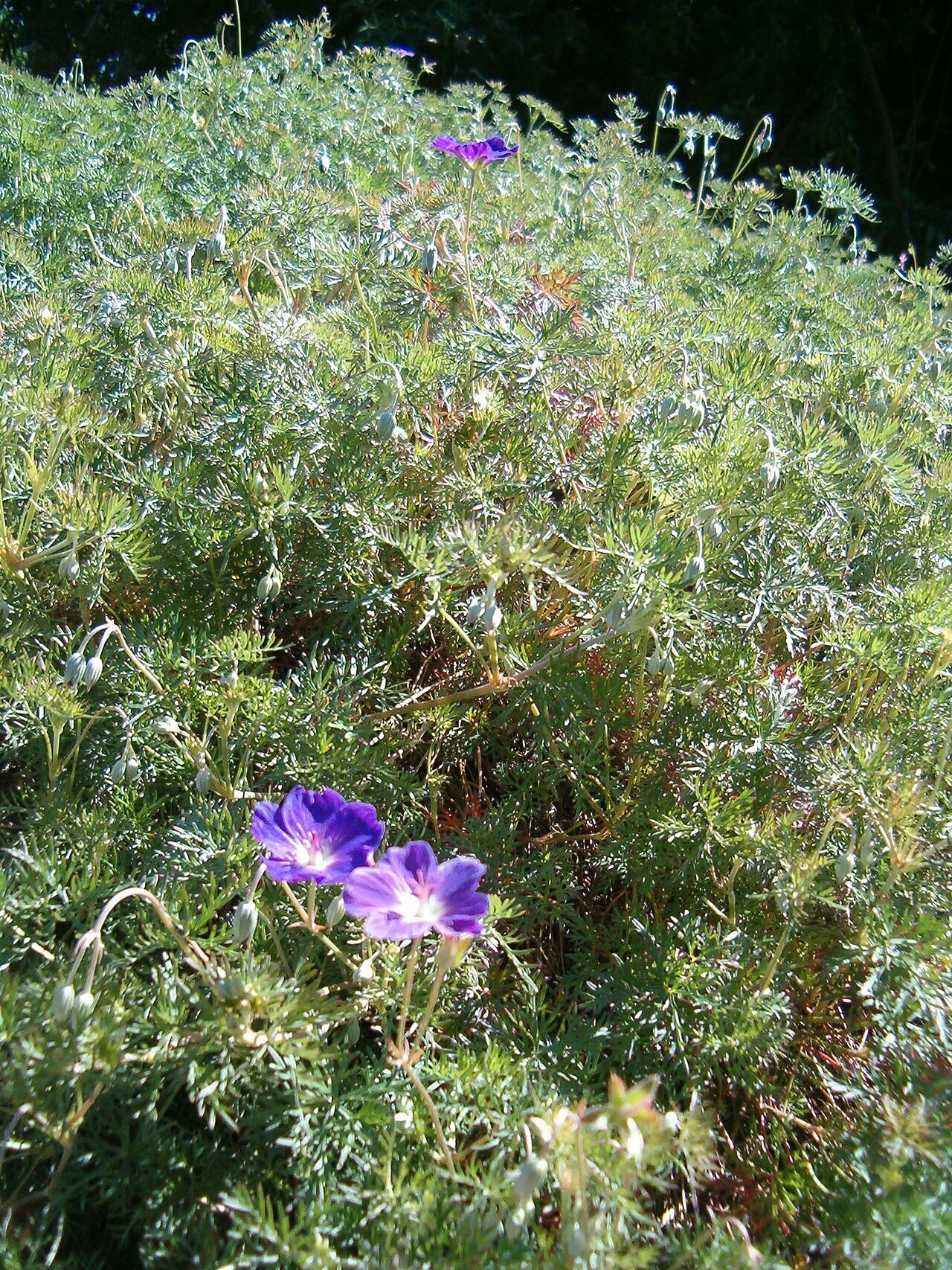 Geranium multisectum: At Kirstenbosch National Botanical Gardens Genus Geranium