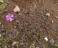 Geranium multisectum (Geranium multisectum)