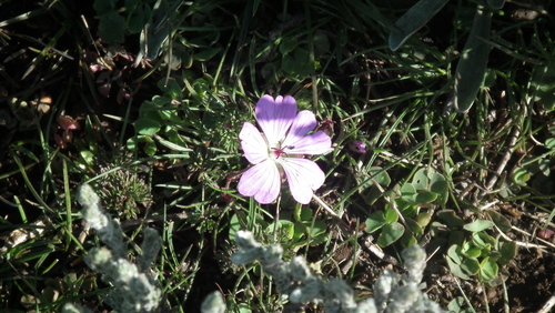 Geranium multisectum (Geranium multisectum)