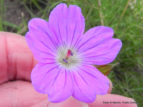 Geranium multisectum (Geranium multisectum)
