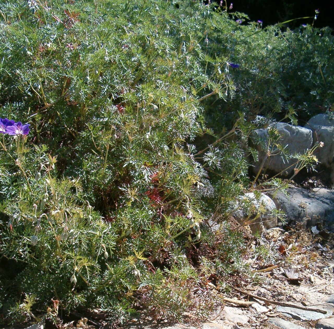 Geranium multisectum: At Kirstenbosch National Botanical Gardens Genus Geranium