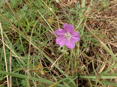 Geranium multisectum (Geranium multisectum)