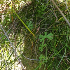 Geranium neglectum (Geranium neglectum)