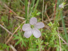 Geranium neglectum (Geranium neglectum)