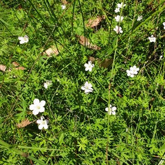 Geranium neglectum (Geranium neglectum)