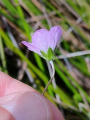Geranium neglectum (Geranium neglectum)