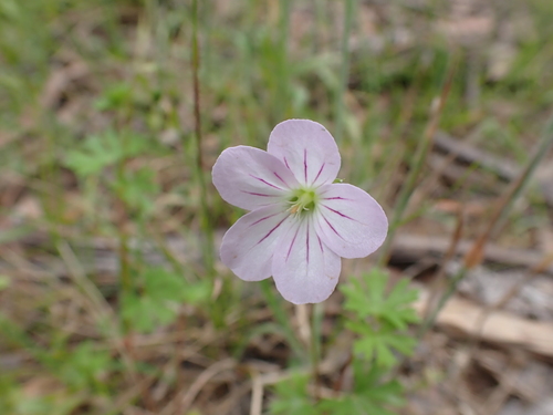 Geranium neglectum (Geranium neglectum)