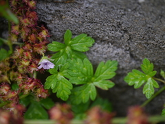 Nepal geranium (Geranium nepalense)