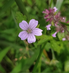 Nepal geranium (Geranium nepalense)