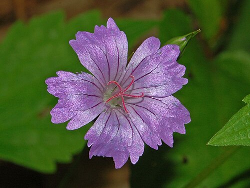 Geranium nodosum: Geranium nodosum - Gattorna, Genova, Italy