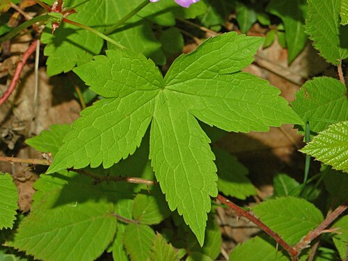 Geranium nodosum: Geranium nodosum - Gattorna, Genova, Italy