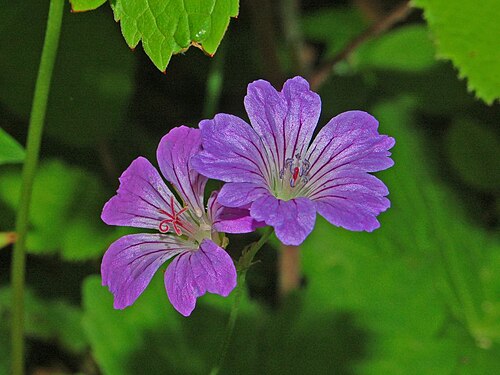 Geranium nodosum: Geranium nodosum - Gattorna, Genova, Italy