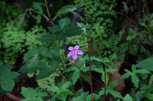Geranium oaxacanum (Geranium oaxacanum)