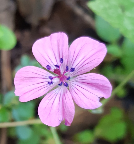 Geranium oaxacanum (Geranium oaxacanum)