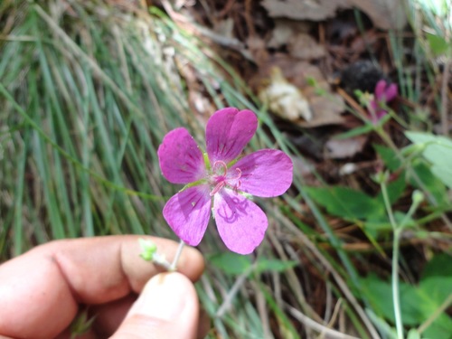 Geranium oaxacanum (Geranium oaxacanum)