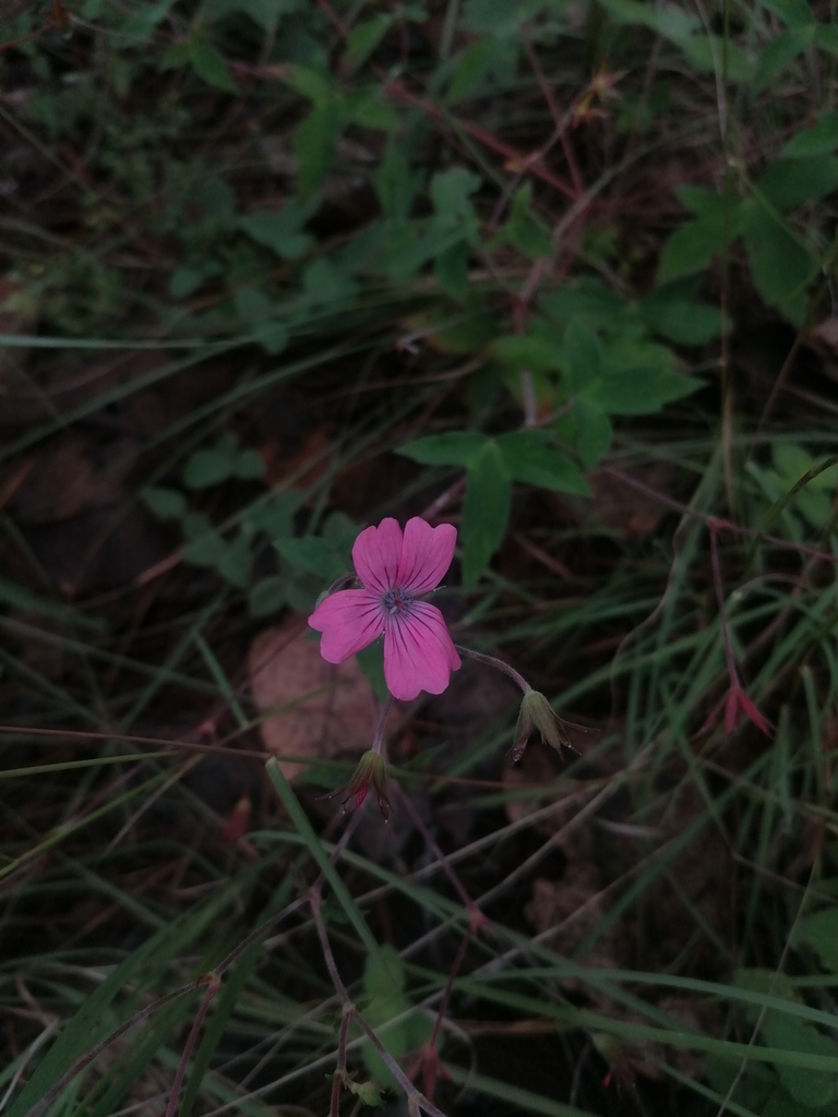 Geranium oaxacanum (Geranium oaxacanum)