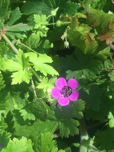 Geranium ocellatum (Geranium ocellatum)