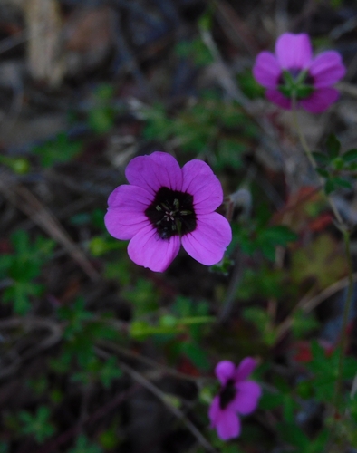 Geranium ocellatum (Geranium ocellatum)