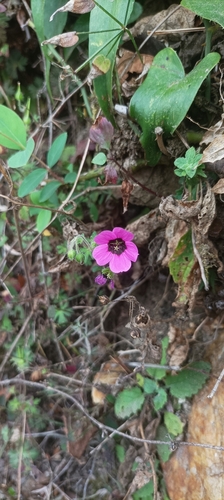 Geranium ocellatum (Geranium ocellatum)