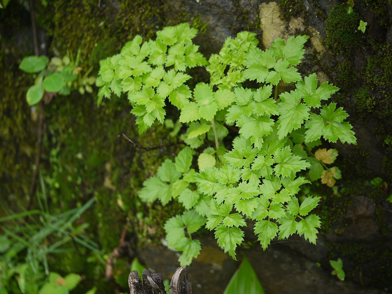 Geranium ocellatum: ¿ Geranium ocellatum ?
