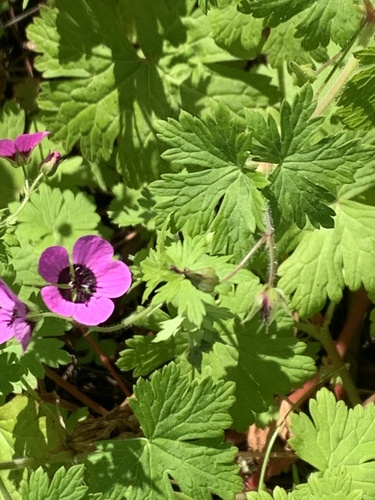 Geranium ocellatum (Geranium ocellatum)