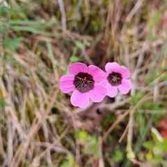 Geranium ocellatum (Geranium ocellatum)
