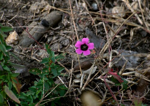 Geranium ocellatum (Geranium ocellatum)