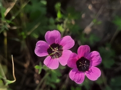 Geranium ocellatum (Geranium ocellatum)