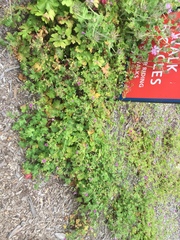 Geranium ocellatum (Geranium ocellatum)