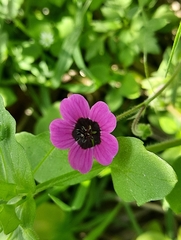 Geranium ocellatum (Geranium ocellatum)