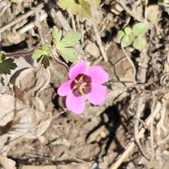 Geranium ocellatum (Geranium ocellatum)
