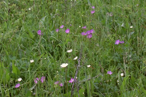 Oregon geranium (Geranium oreganum)