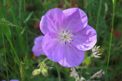 Oregon geranium (Geranium oreganum)