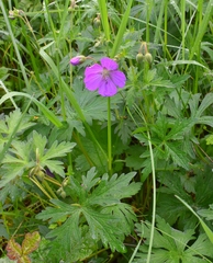 Oregon geranium (Geranium oreganum)