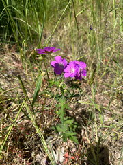 Oregon geranium (Geranium oreganum)