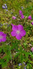 Oregon geranium (Geranium oreganum)