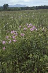 Oregon geranium (Geranium oreganum)