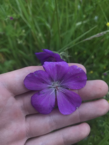 Oregon geranium (Geranium oreganum)