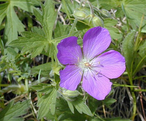 Oregon geranium: Geranium oreganum on Dunlop trail, Cascades, Southern Oregon