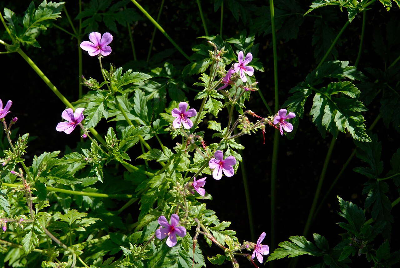 Canary Island geranium: Gerânios-folha-de-anémona ou pássaras . Nome científico: Geranium palmatum . Nome vulgar: pássaras ou gerânio-folha-de-anémona. Família: Geraniaceae. Porte: Her