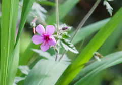 Canary Island geranium (Geranium palmatum)