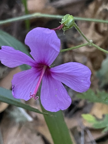 Canary Island geranium (Geranium palmatum)