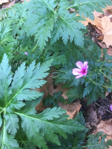 Canary Island geranium (Geranium palmatum)