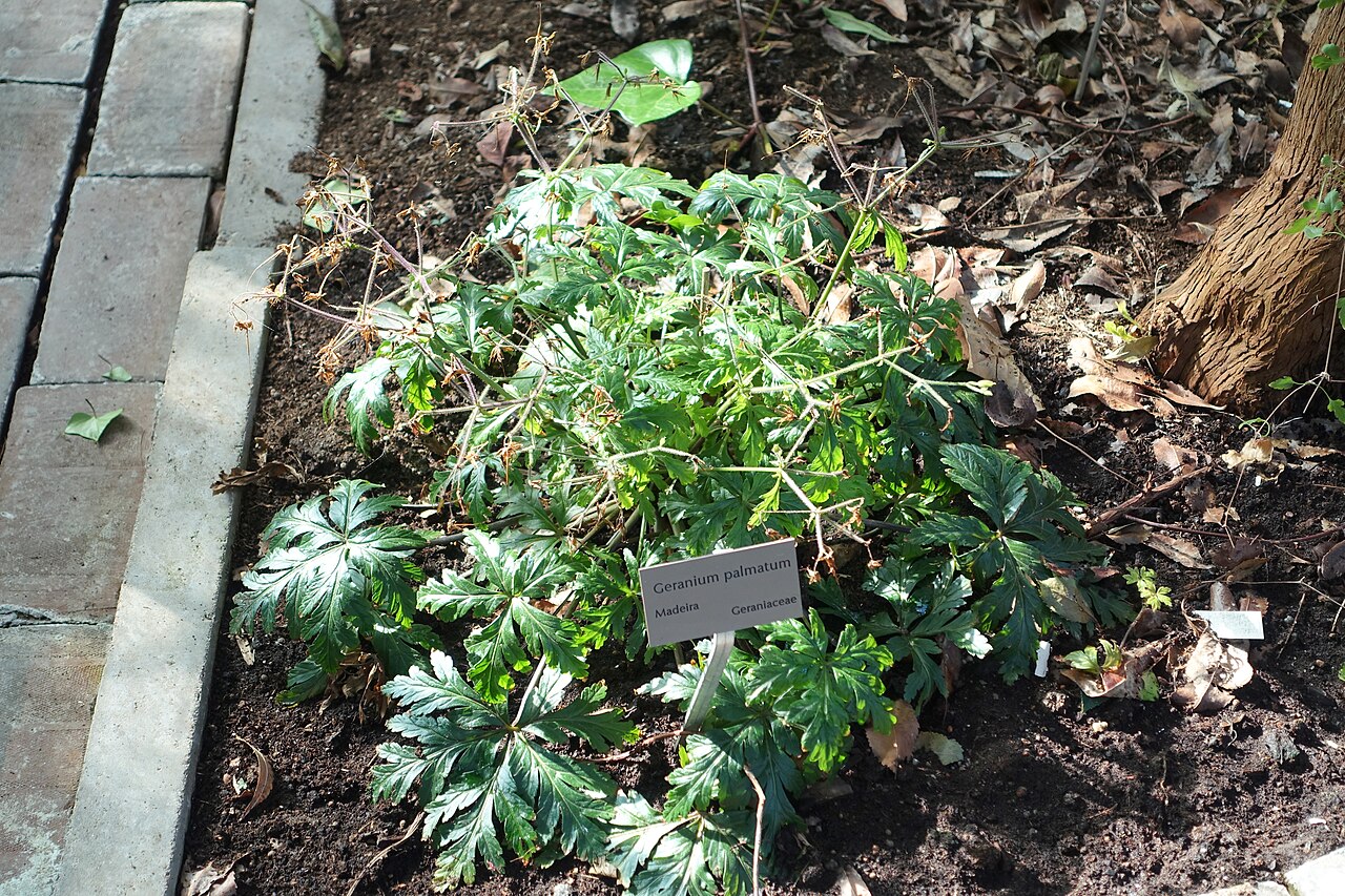 Canary Island geranium: Botanical specimen in the Bergianska trädgården - Stockholm, Sweden.