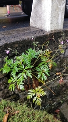 Canary Island geranium (Geranium palmatum)